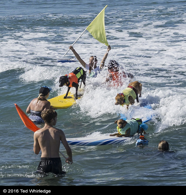 dog surf - Dog Surf Event©2015 Ted Whirledge